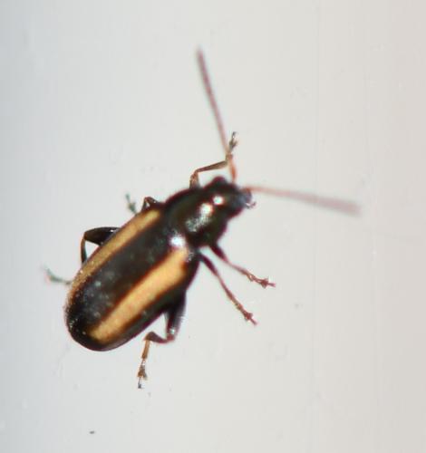 Phyllotreta vittula